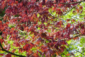 Acer palmatum Shin deshojo             